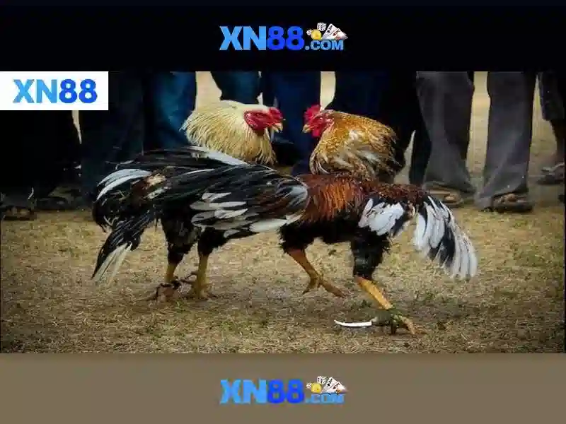 XN88 – Đăng Nhập Nổ Hũ Trực Tuyến, Trải Nghiệm Đỉnh Cao Với Tỷ Lệ Thưởng Cao
