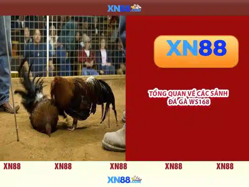 Tính Năng XN88