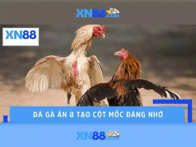 Điều Khoản XN88
