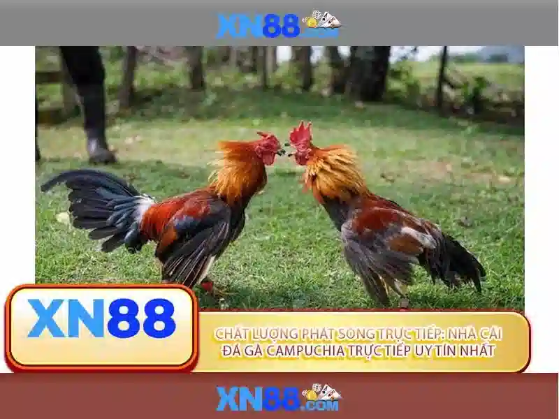 tỷ lệ thắng cao XN88