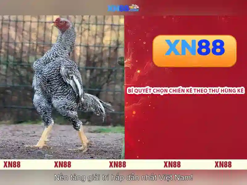 Khuyến Mãi Độc Quyền Cho Thành Viên XN88