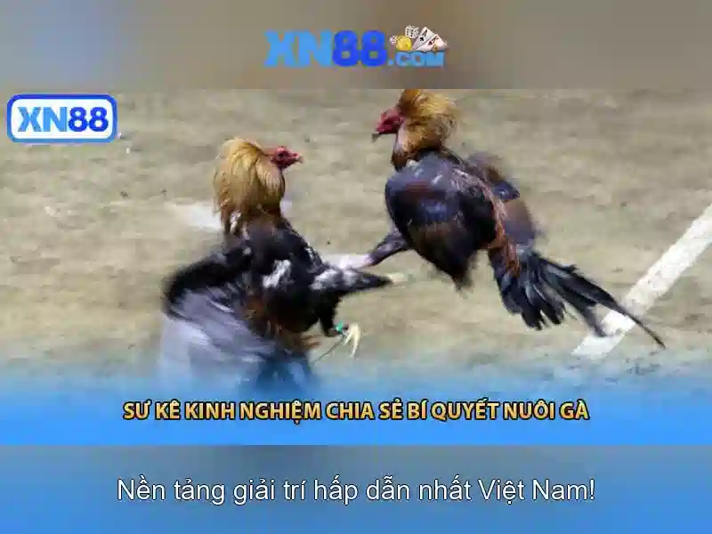 Thiết Kế Giao Diện XN88 app com